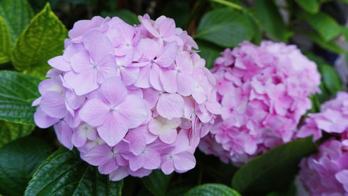 Close-up of pink flowers