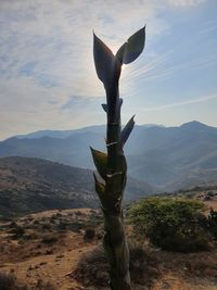Scenic view of snow covered land against sky