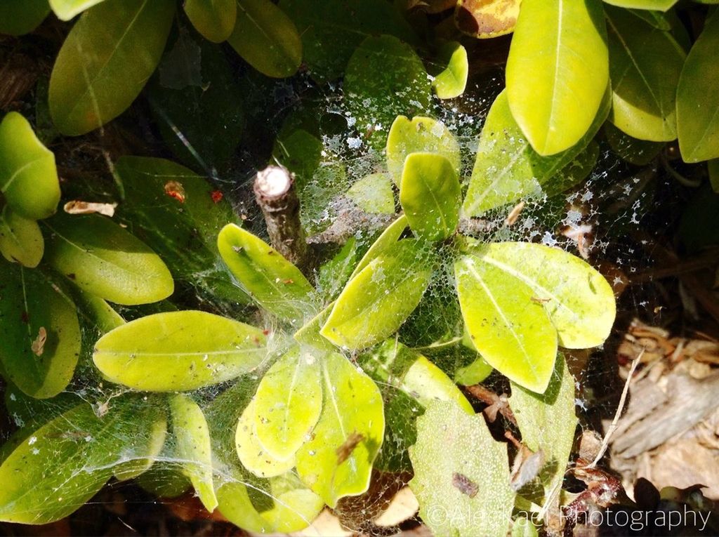 leaf, growth, green color, plant, close-up, nature, leaves, freshness, high angle view, beauty in nature, fragility, focus on foreground, outdoors, day, leaf vein, no people, natural pattern, water, sunlight, growing