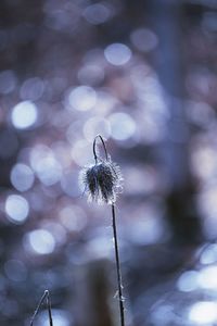 Close-up of wilted plant