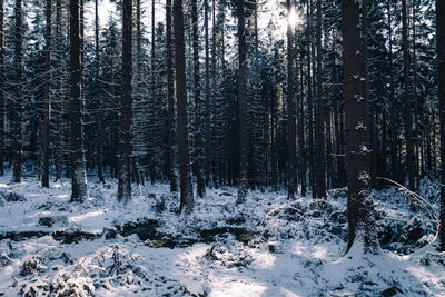 Trees in forest during winter