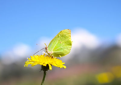 Close-up of butterfly pollinating on flower