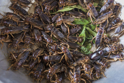 High angle view of crab in market