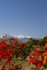 Red flowering plants on mountain against clear sky