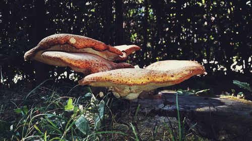 Close-up of mushroom growing in forest