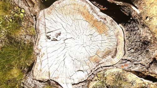 Close-up of tree stump in forest