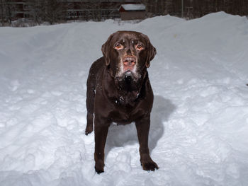 Portrait of dog standing on snow