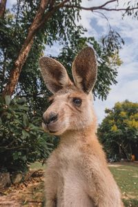 Close-up portrait of deer