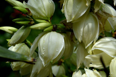 Close-up of wet plant growing outdoors