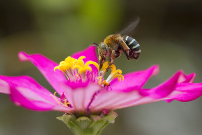 Close-up of bee pollinating on pink flower