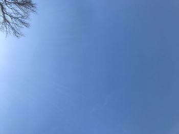 Low angle view of trees against clear blue sky