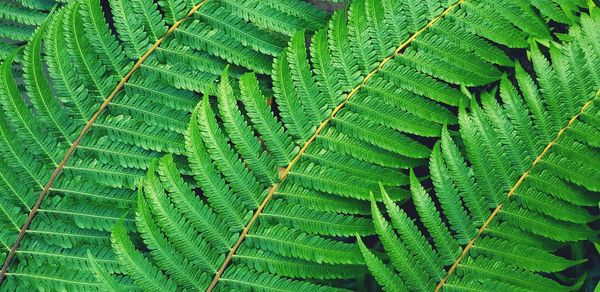 Full frame shot of green leaves