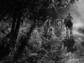 Cowboy on dirt road