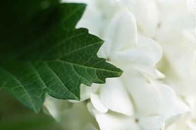 Close-up of flower