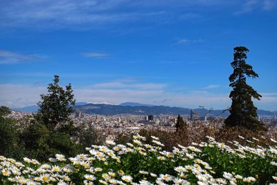 Flowers growing on tree against sky