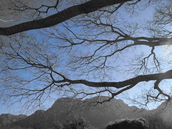 Low angle view of bare tree against sky