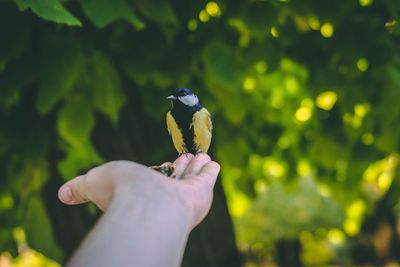 Close-up of hand holding bird perching on tree