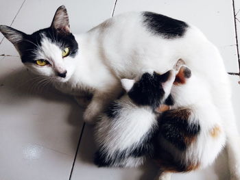 Breastfeeding cat mother