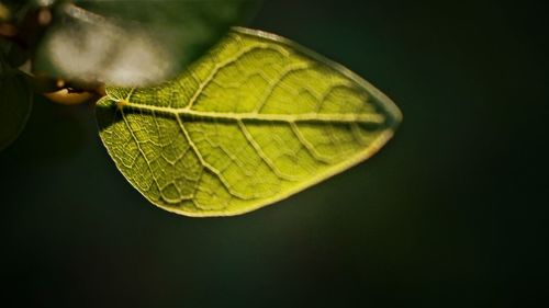 Close-up of fresh green leaf