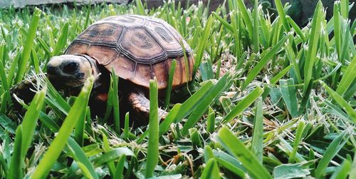 Close-up of turtle on grass