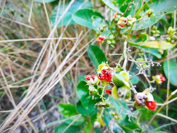 Close-up of red berries on plant