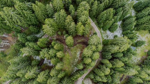 High angle view of trees in forest