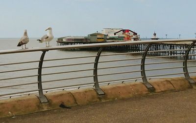 Close-up of goat in the dark