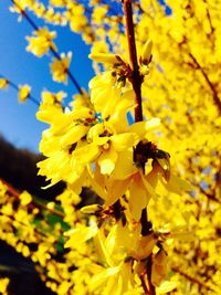 Close-up of yellow flowers