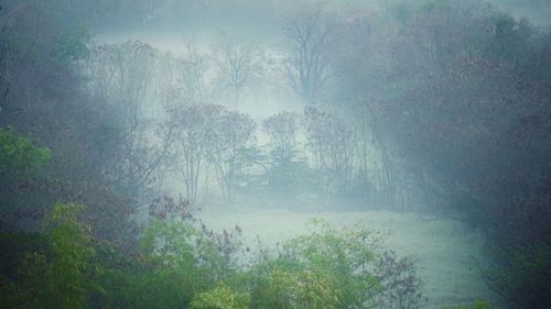 Panoramic view of forest