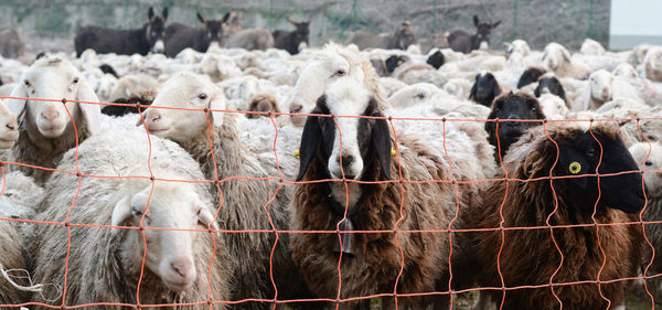 Flock of sheep in a pasture in como, lombardy, italy.