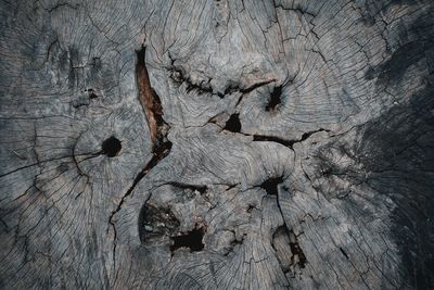 Full frame shot of tree stump