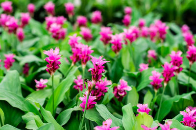 Close-up of pink flowering plants