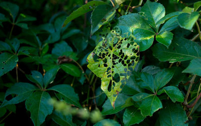 Full frame shot of leaves