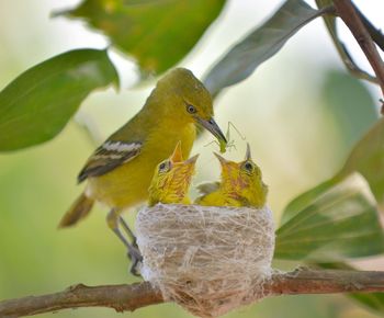 Close-up of bird perching on branch