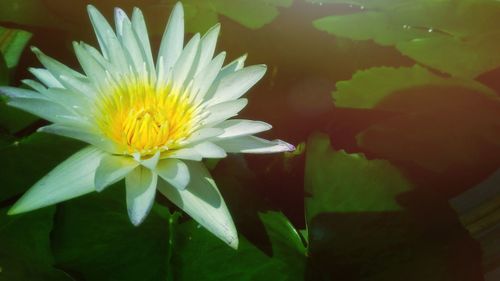 Close-up of yellow flower blooming outdoors