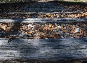 Close-up of wood