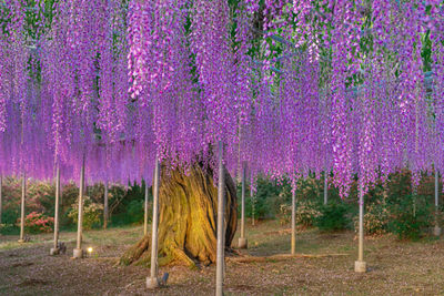 Wisteria flower