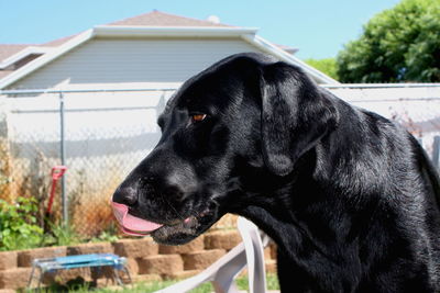 Close-up of a dog