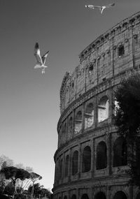 Low angle view birds flying by coliseum against sky