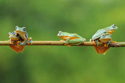 Close-up of frog on leaf