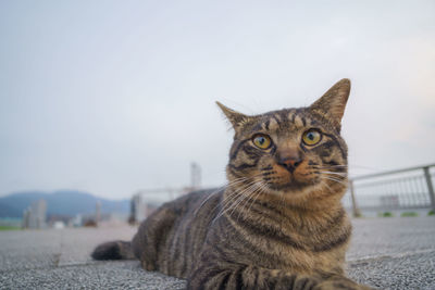 Close-up portrait of a cat