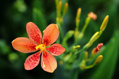Close-up of orange flowering plant