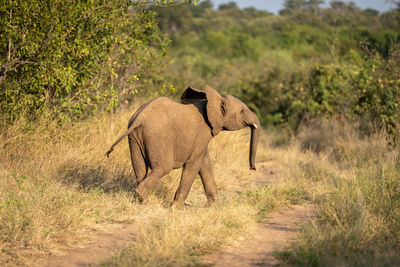 Elephant standing on field