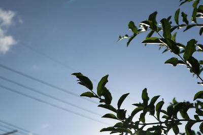 Low angle view of plant against sky