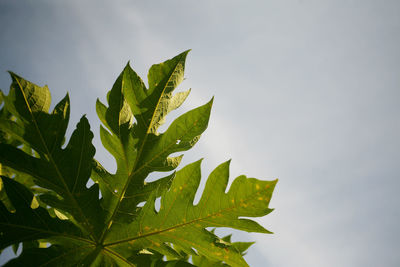 Close-up of leaves against sky