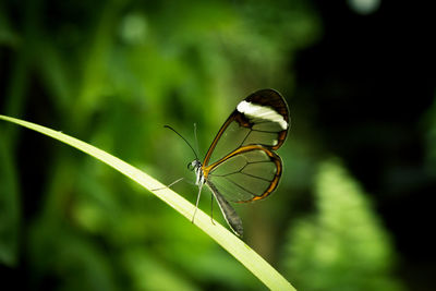 Greta oto butterfly taking pollen. no people