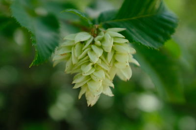 Close-up of flowering plant