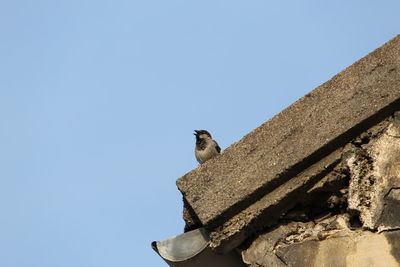 Low angle view of bird perching on roof against clear sky