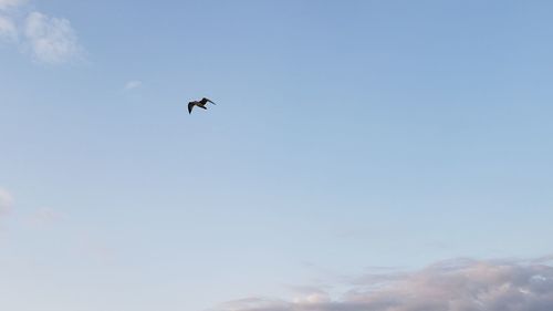 Low angle view of bird flying in sky