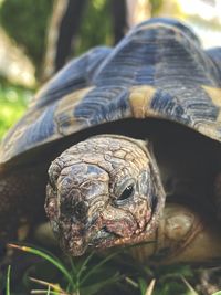 Close-up of turtle